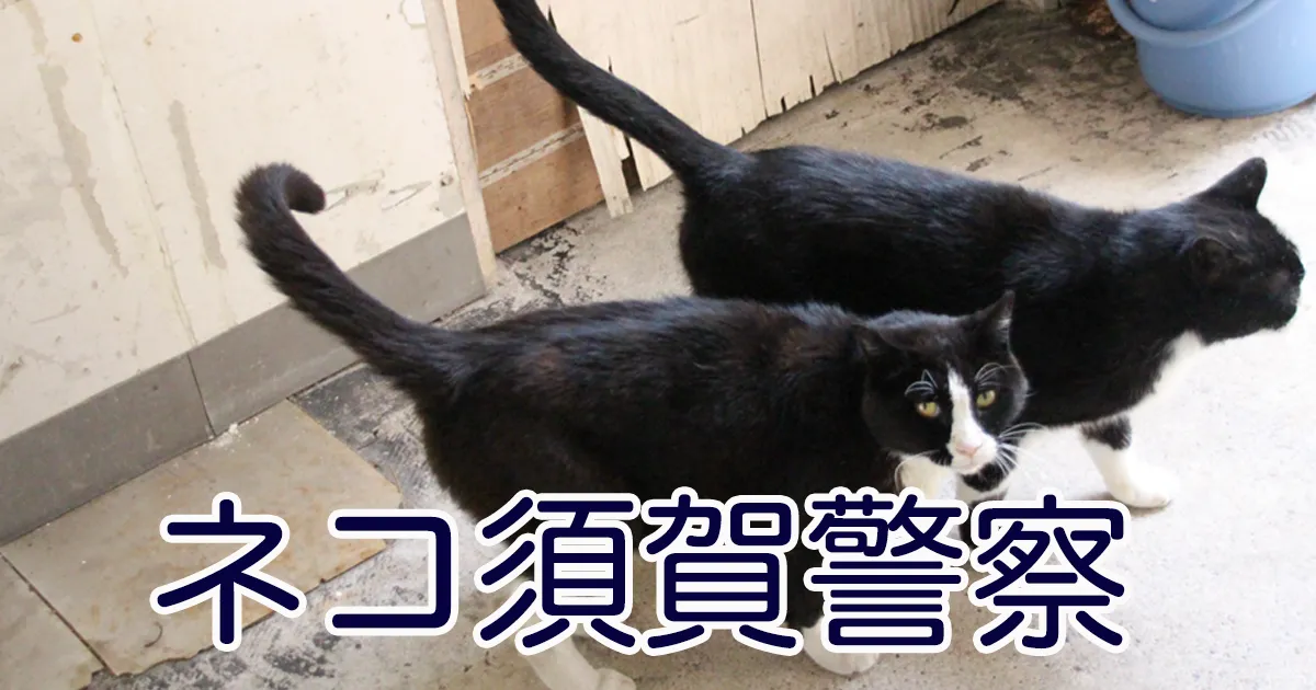 ネコ写真4コマショートコントタイトル ネコ須賀警察