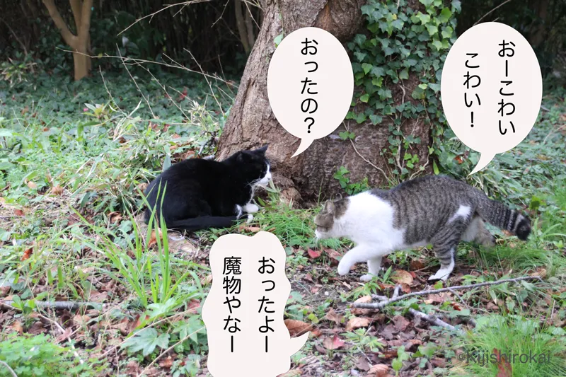 ネコ写真４コマショートコント タイトル 森の魔物 1コマ目 ネコ須賀の森の入り口でネコのイノセントとシンプルが会話している イノセントが魔物を見たという