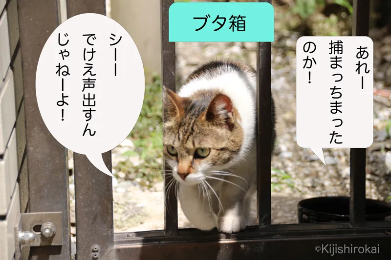 ネコ写真４コマショートコント タイトル 鉄格子のネコ 1コマ目 ネコのラドロが捕まってブタ箱から逃げようとしている