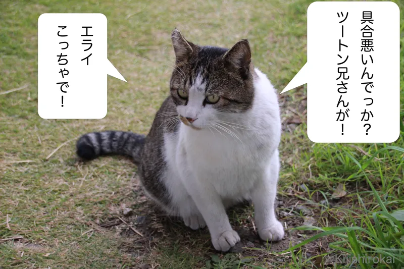 ネコ写真4コマショートコント タイトル おおきに 1コマ目 ネコのキジシロがツートン兄さんの危篤を聞き驚いている