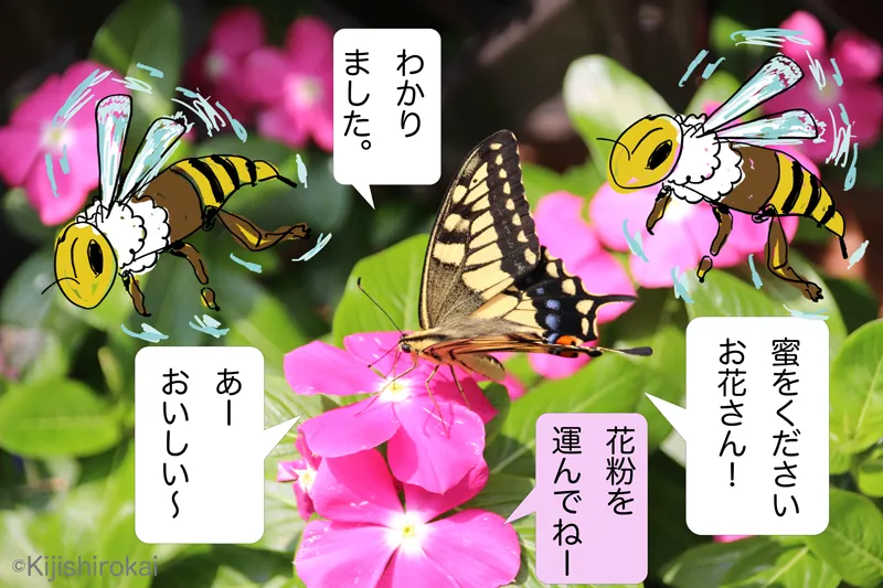 イラストと生物写真4コマショートコント/タイトル ミツバチの日に 1コマ目 蝶々が花に蜜をくださいとお願いすると花が花粉を運んでねと言って契約が成立する 周りにミツバチが飛んでいる