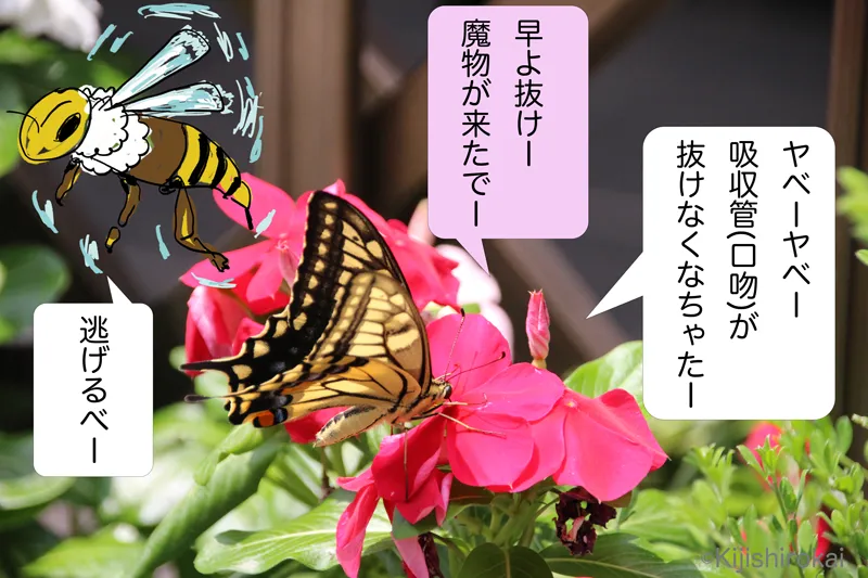 イラストと生物写真4コマショートコント/タイトル ミツバチの日に 2コマ目 蝶々が花の蜜を吸っていると口吻が抜けなくなる 花も魔物が来たので早く抜けとせかす ミツバチはそそくさ逃げる
