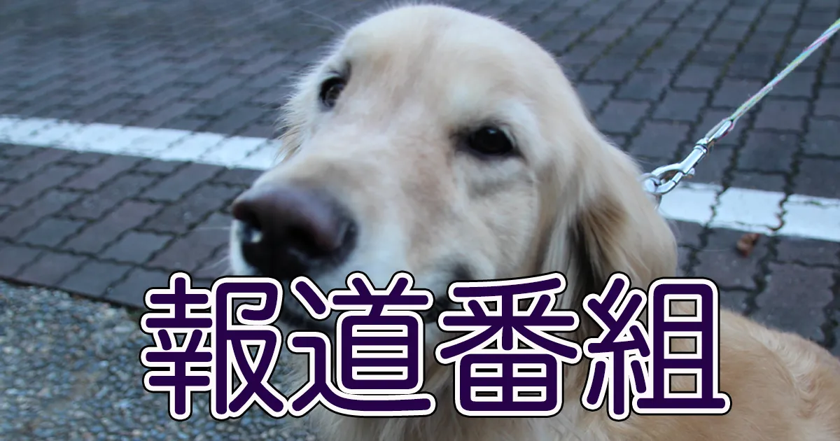 イヌ写真4コマショートコント タイトル 報道番組