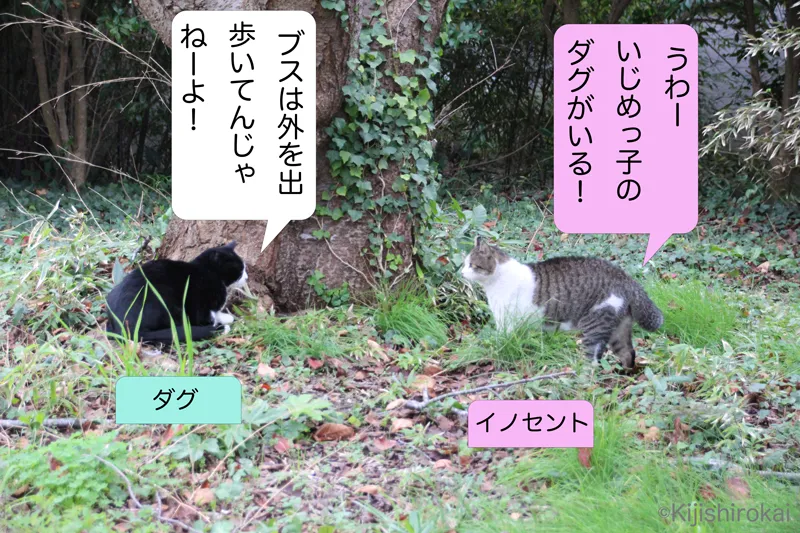 ネコ写真4コマショートコント タイトル いじめっ子ダグ 1コマ目 ネコのイノセントがネコ須賀の森を歩いているとネコのいじめっ子ダグと会ってしまう ダグはブスは外を出歩くんじゃねーよとイノセントに言う